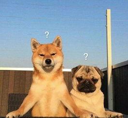 巴哥爆料赤犬视频大全,赤犬视频大全精彩瞬间大汇总 第1张 巴哥爆料赤犬视频大全,赤犬视频大全精彩瞬间大汇总 第1张